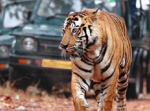 Safari Zones of Jim Corbett: Which One is Right for You?